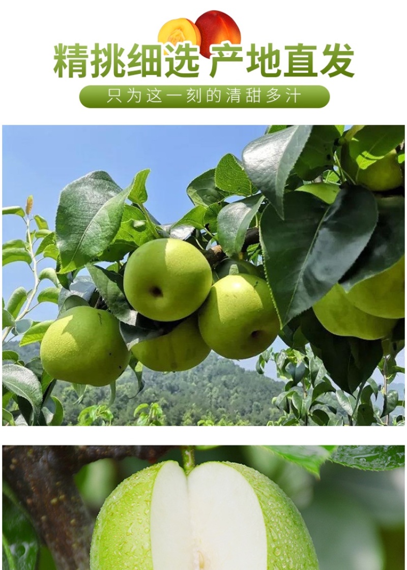 冠县绿宝石梨大量供应，一手货源，产地直发