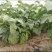 【全国供应】河南青茄大量上市可视频看货欢迎