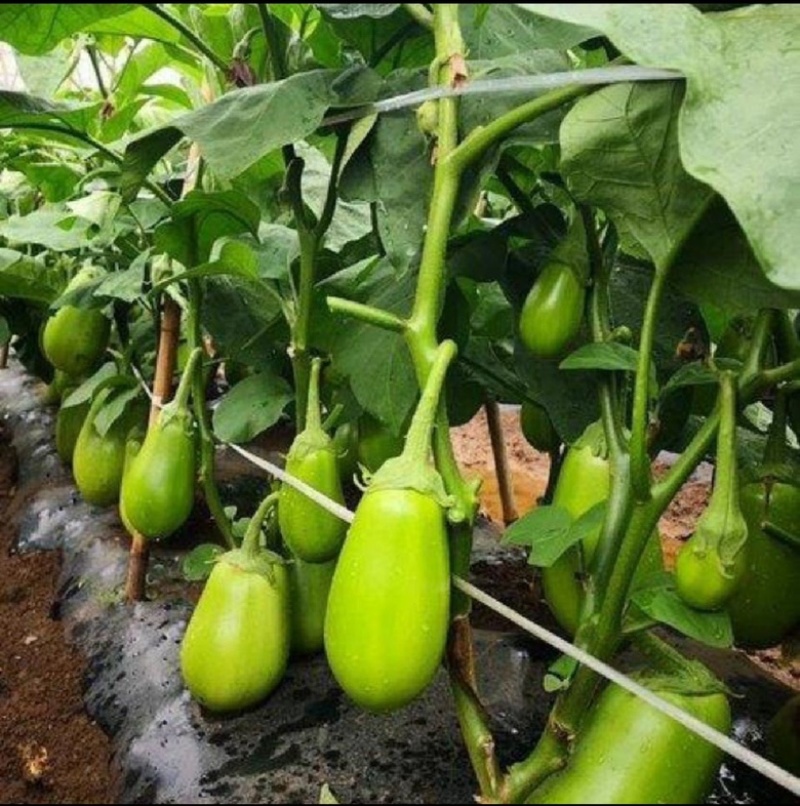 【全国供应】河南青茄大量上市可视频看货欢迎