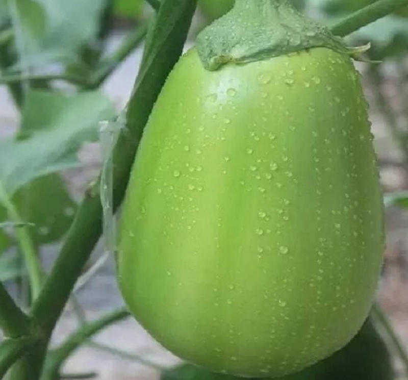 【全国供应】河南青茄大量上市可视频看货欢迎