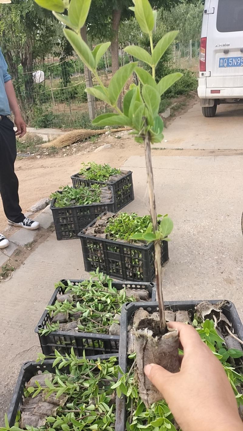 金银花营养杯苗，产地直发，保成活率。
