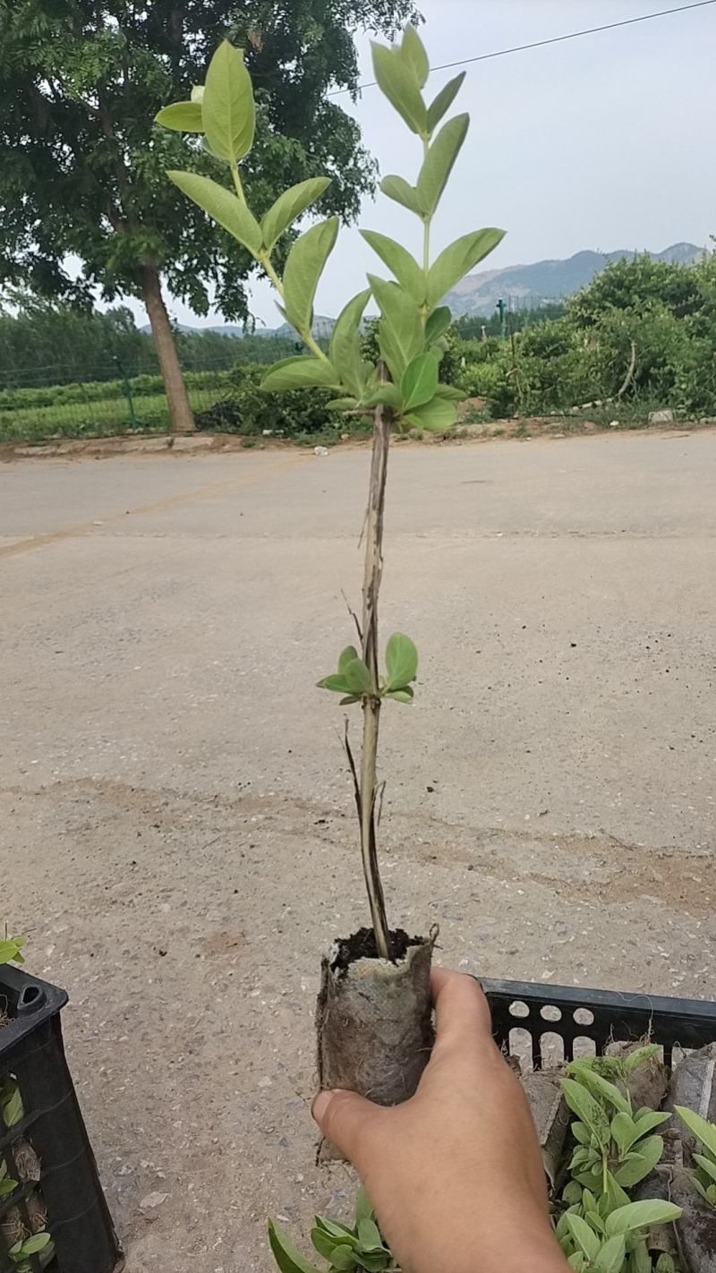 金银花营养杯苗，产地直发，保成活率。