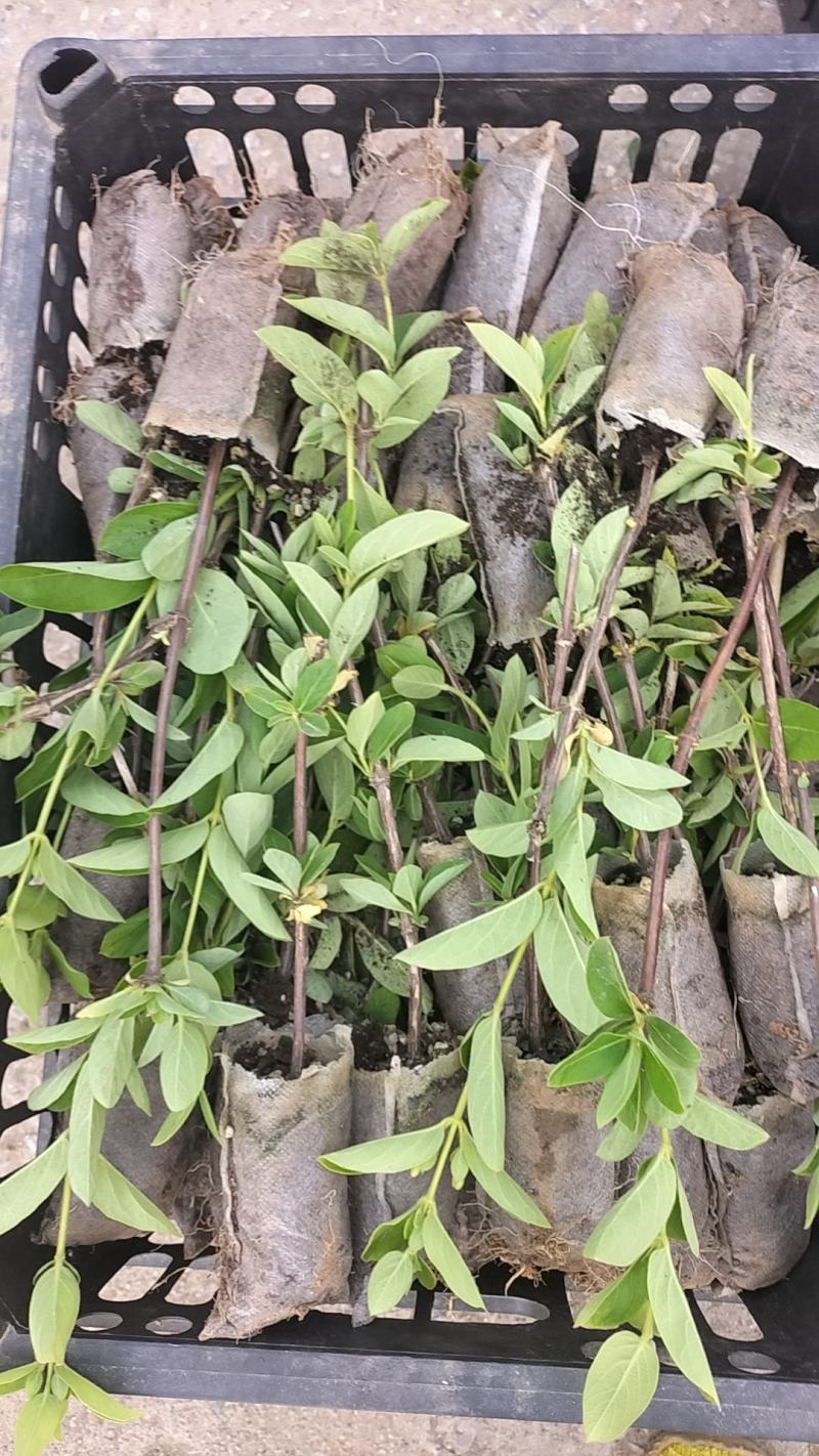 金银花营养杯苗，产地直发，保成活率。