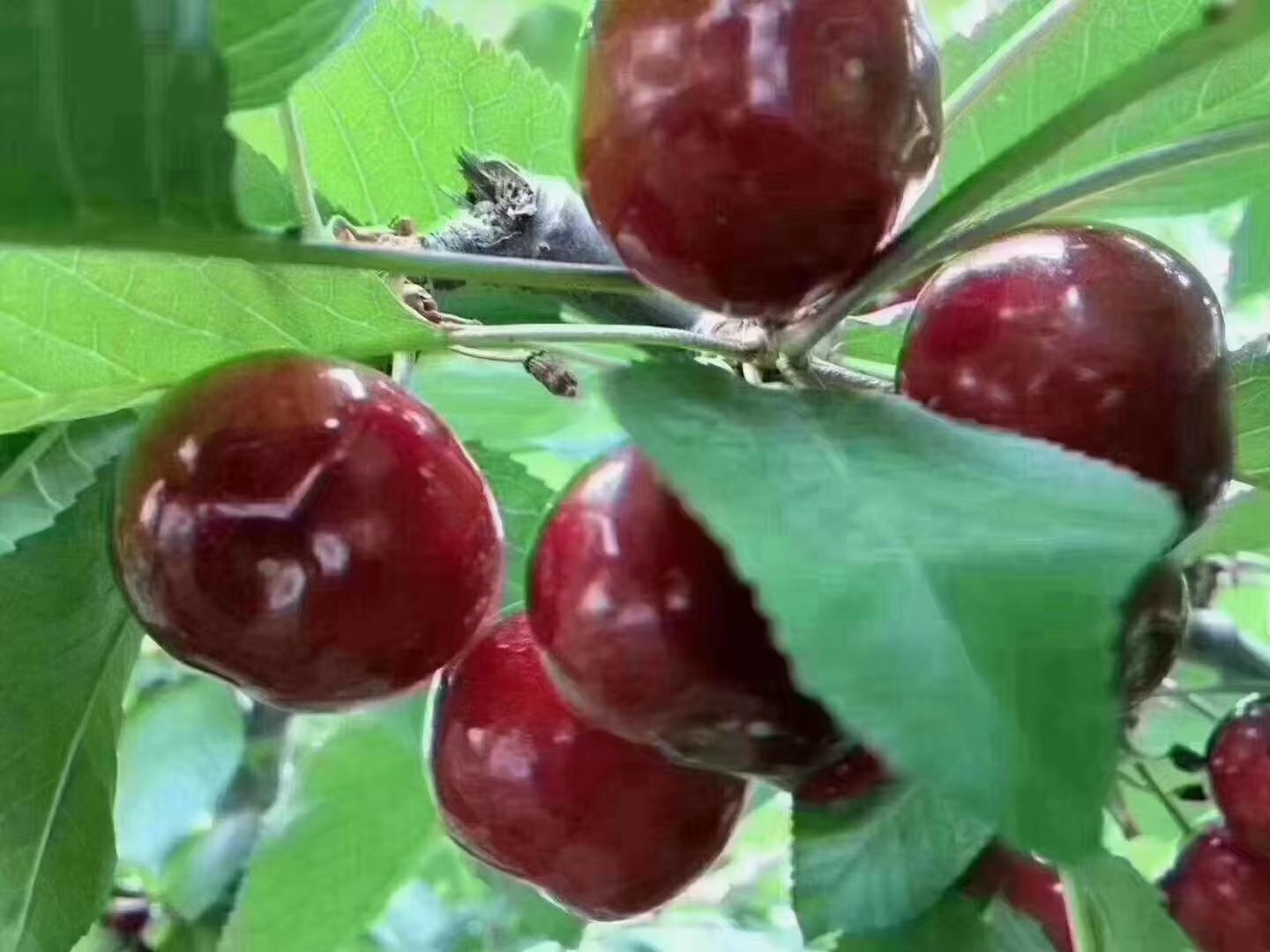 车厘子花与果实