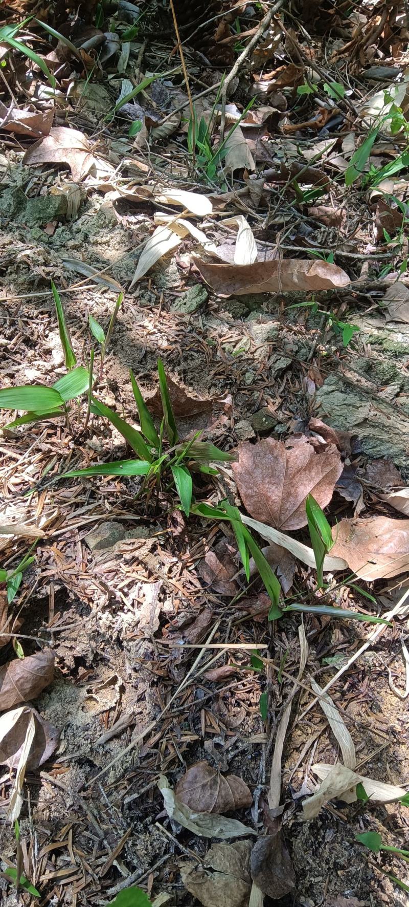 新鲜淡竹叶淡竹根深林下自然生长的淡竹野生全年有货