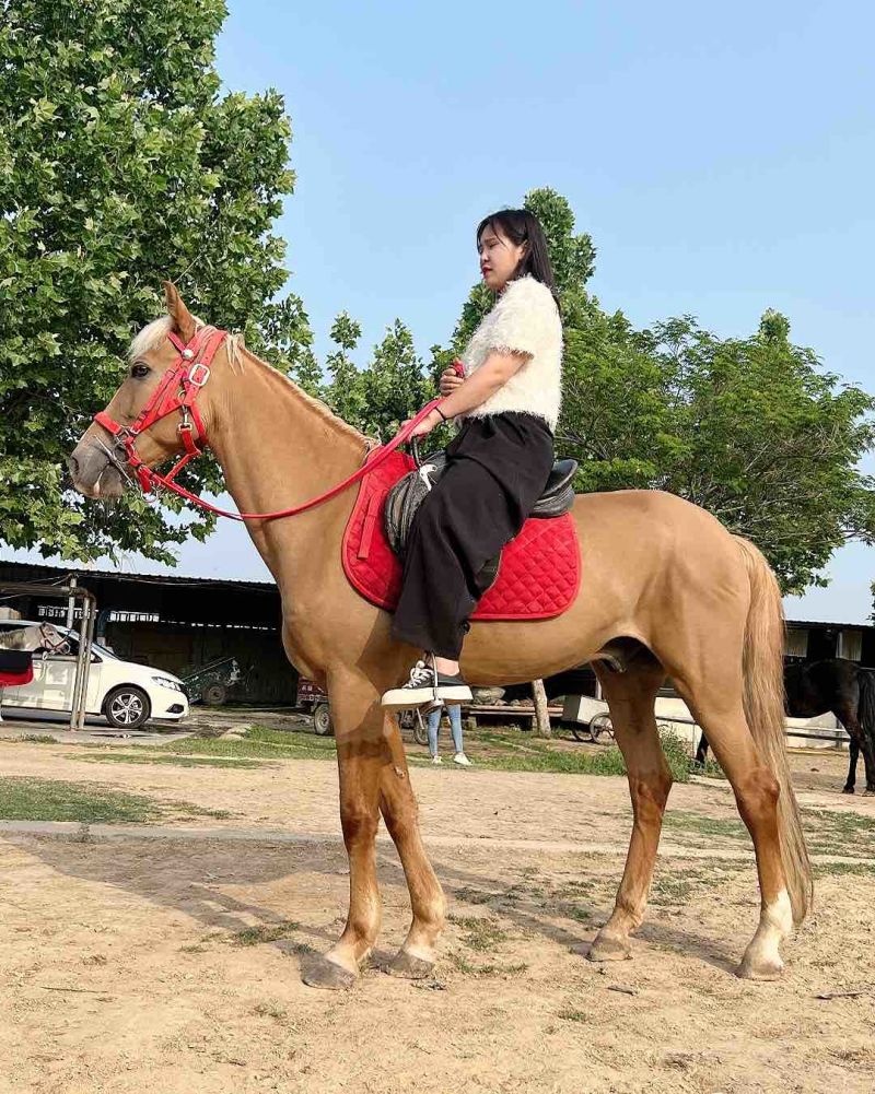 矮马