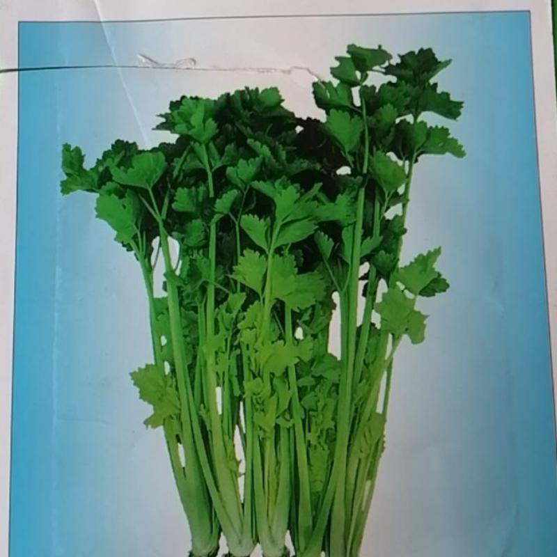 杭州良峰四月慢芹菜种子耐寒耐抽苔产量更高耐寒性强商品性好