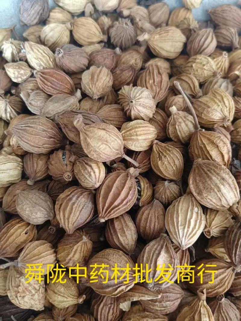 香砂。真实拍照有现货24小时内发货货足干