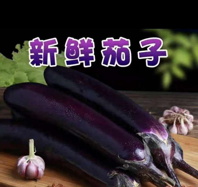 紫茄子茄子长条茄子精品茄子支持视频看货打款发货
