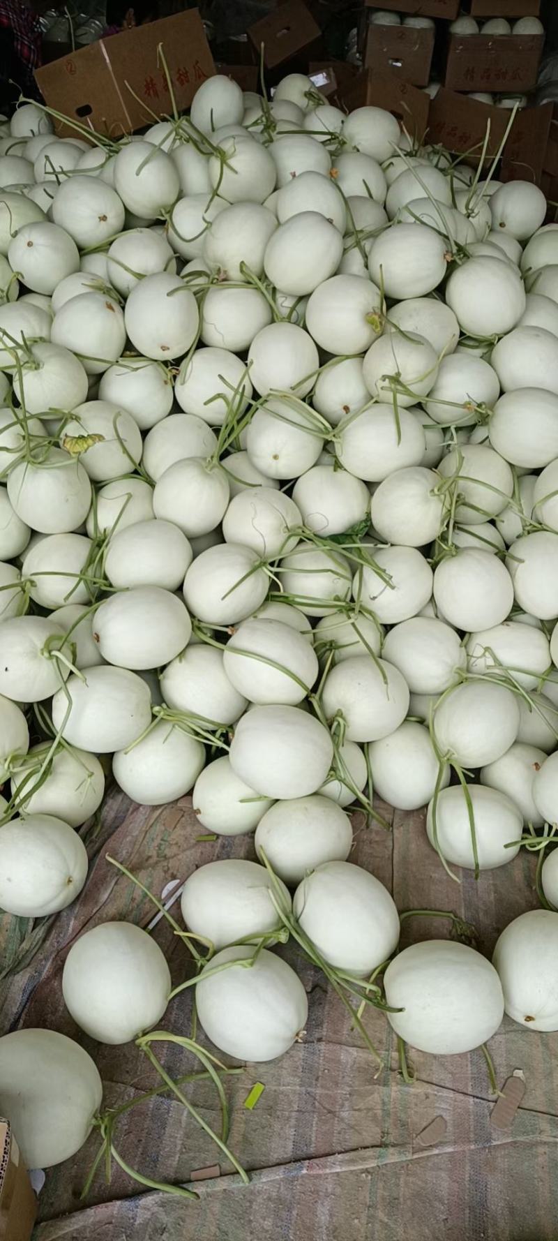 玉菇甜瓜，产地直发，精品，电商，量大便宜，甜度高，大量