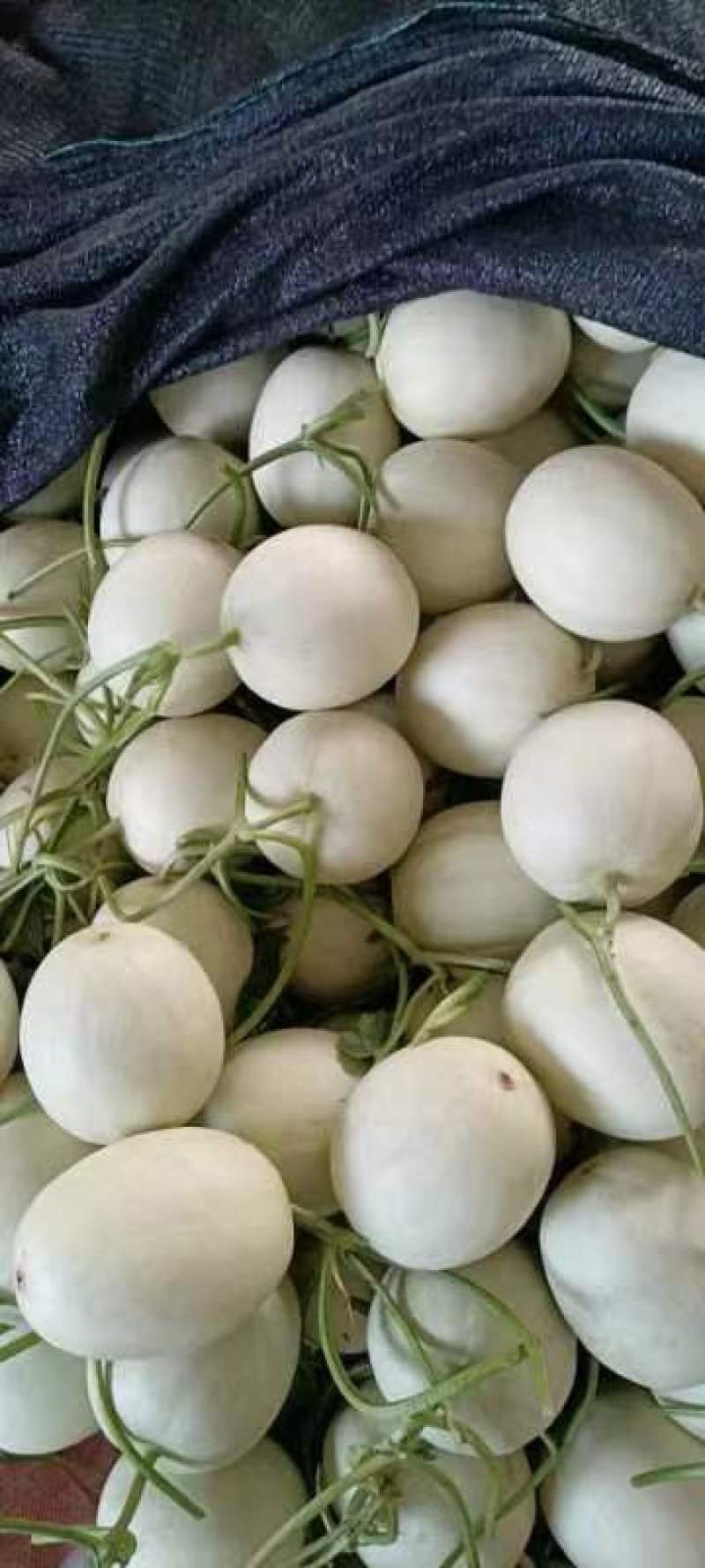玉菇甜瓜，产地直发，精品，电商，量大便宜，甜度高，大量