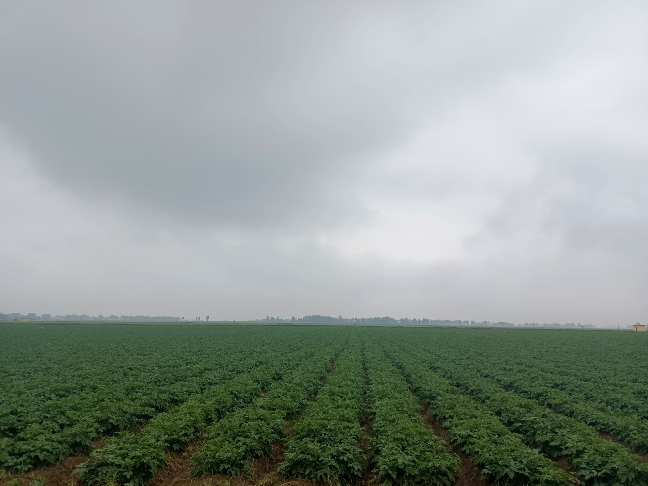 航拍对比图:中国两大核心产区实景,左为山东烟台‘烟薯25’标准化种植基地,右为河南新乡‘新绿1号’绿豆GAP认证田块,体现优质农产品源头可控性 田间实景:山东烟台红薯种植基地与河南新乡绿豆主产区航拍拼接图,左侧为藤蔓茂盛的春红薯田,右侧为豆荚饱满的夏播绿豆田,标注地理坐标与国家地理标志产品标识