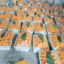 巴阳大5星大量上市