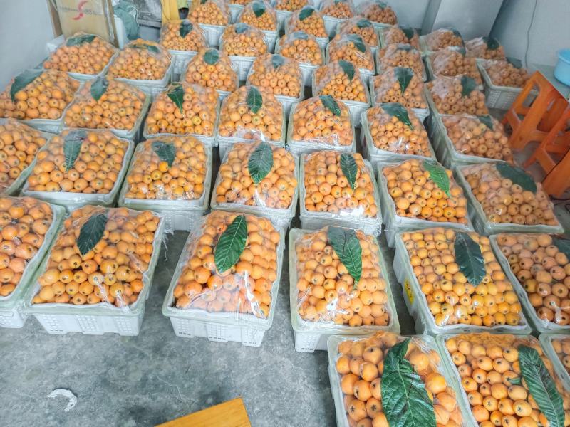 巴阳大5星大量上市