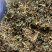 金银花