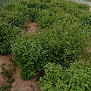 大墩榆叶榆高一米五，树冠一米