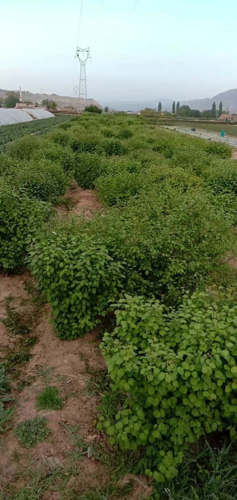 大墩榆叶榆高一米五，树冠一米