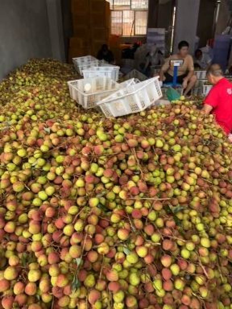 广西妃子笑荔枝，2023年头茬荔枝，产地现发
