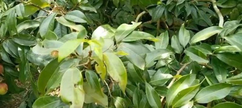广西妃子笑荔枝，2023年头茬荔枝，产地现发