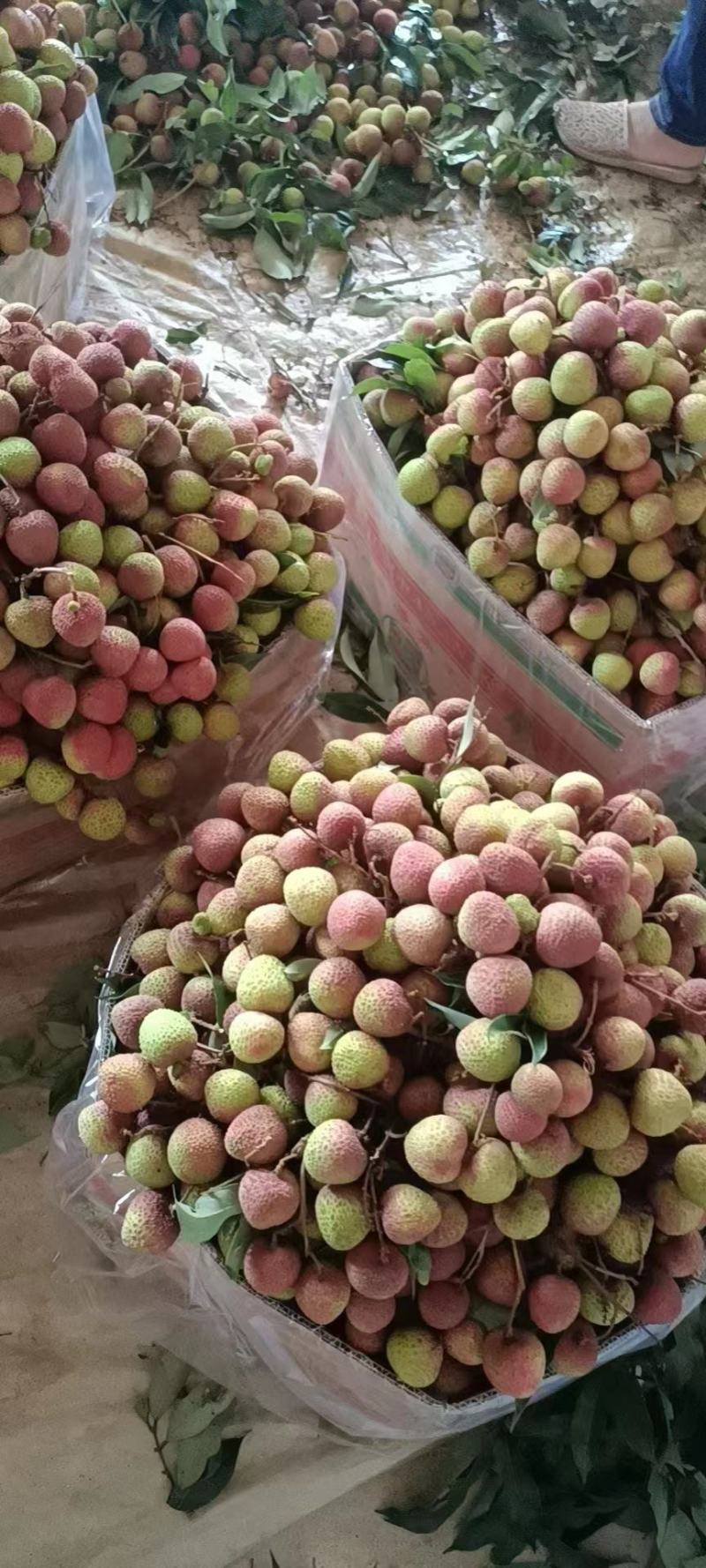 广西妃子笑荔枝，2023年头茬荔枝，产地现发