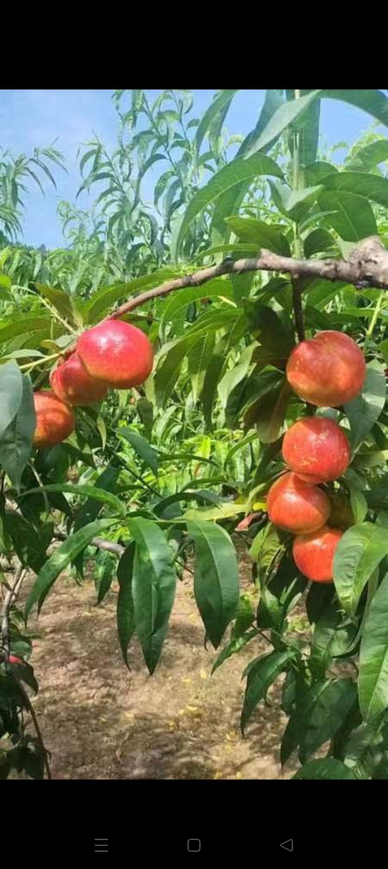 中油油桃，玫瑰红