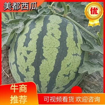 湖南澧县西瓜，美都西瓜，8424麒麟瓜，直播苗无籽瓜