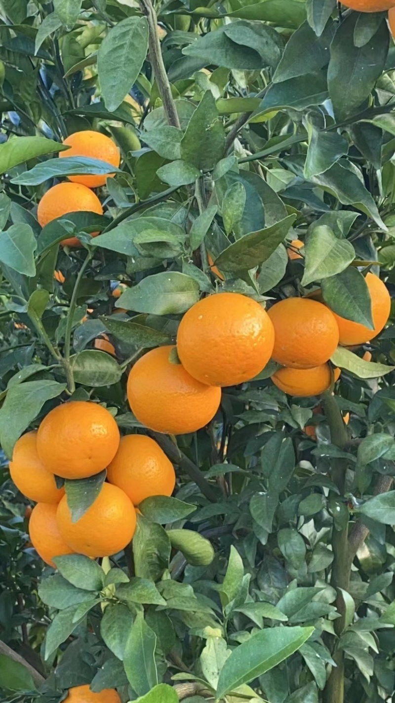 云南高原沃柑，茂谷柑