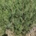 文县产，荒山造林或行道树栽植所用的侧柏树