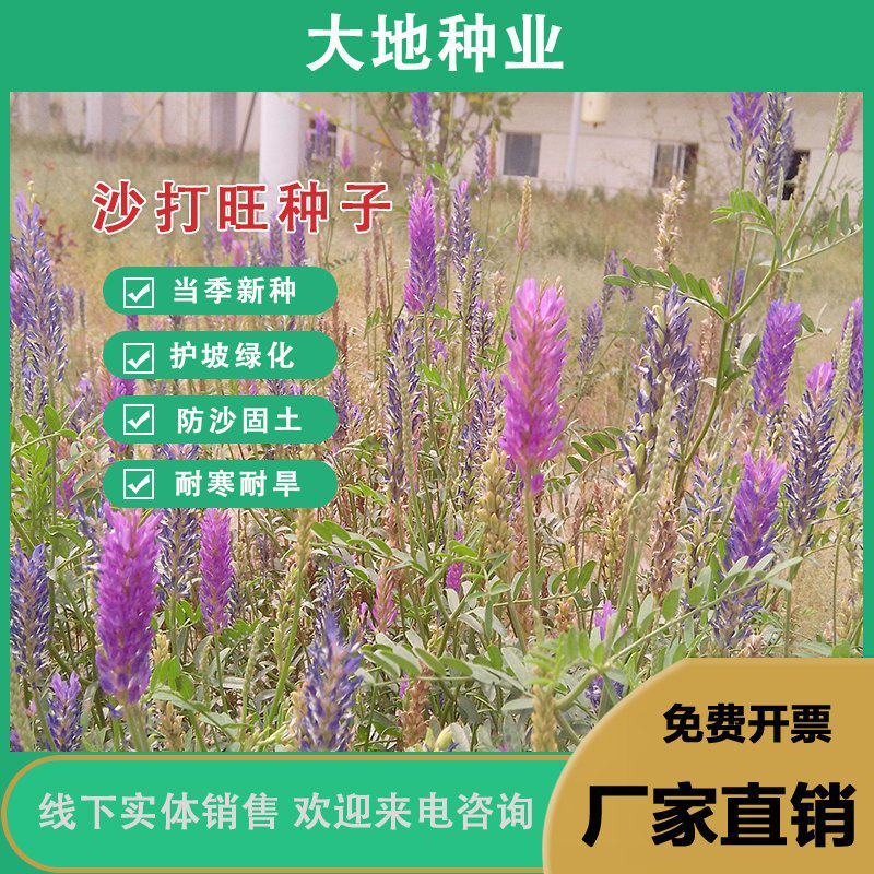 沙打旺种子多年生牧草四季绿肥防沙固土护坡耐寒耐旱