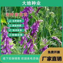 光叶紫花苕果园绿肥种子毛苕子长柔毛野豌豆养蜂蜜源植物牧草