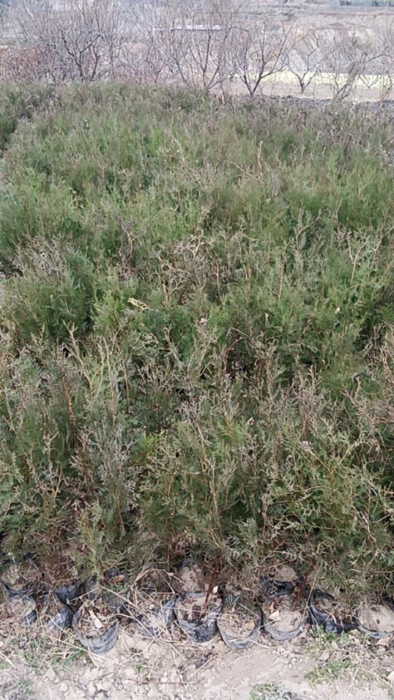 文县产，荒山造林或行道树栽植所用的侧柏树