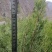 文县产，荒山造林或行道树栽植所用的侧柏树