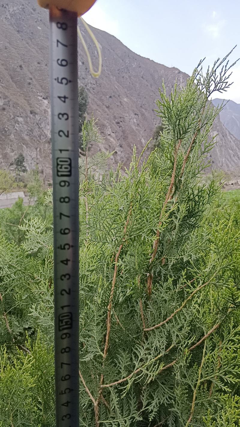 文县产，荒山造林或行道树栽植所用的侧柏树