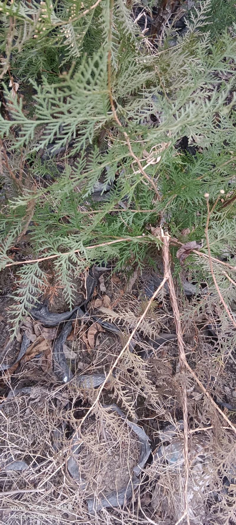 文县产，荒山造林或行道树栽植所用的侧柏树