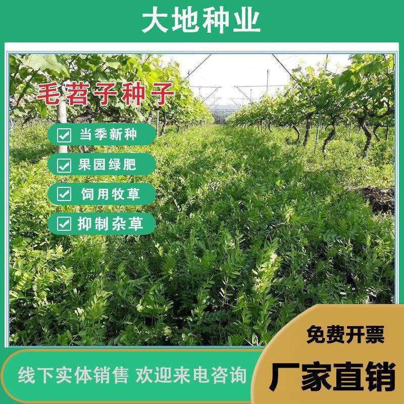 毛苕子种子绿肥种子果园绿肥花卉蜜源牧草种子，牧草种子