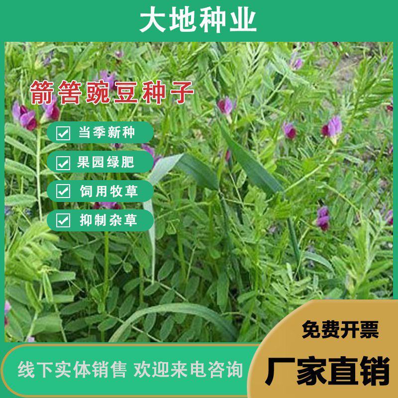 箭筈豌豆种子，优质绿肥种籽果园多年生野豌豆种籽蜜源植物