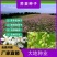 荞麦种子甜荞麦苦荞麦种子黑苦荞麦杂粮种子优质荞麦种子易种