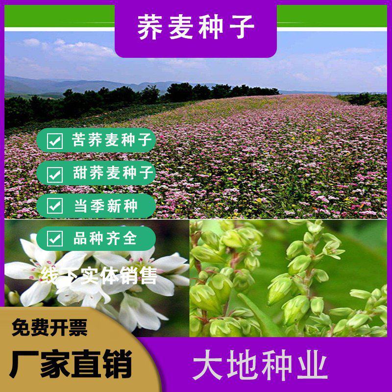 荞麦种子甜荞麦苦荞麦种子黑苦荞麦杂粮种子优质荞麦种子易种