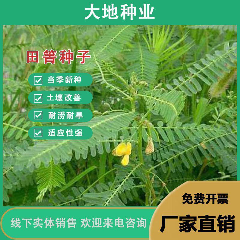 田箐种子，果园土壤改善碱菁涝豆耐涝耐旱耐盐碱田青牧草绿肥