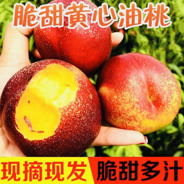 【油桃】518早熟曙光金雷中油系大量上市货源充