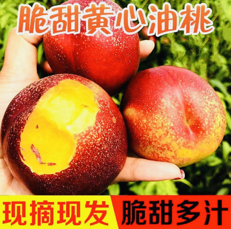【油桃】518早熟曙光金雷中油系大量上市货源充