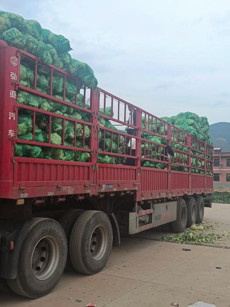 优质松花菜菜花新鲜质量好价格公道对接电商超市