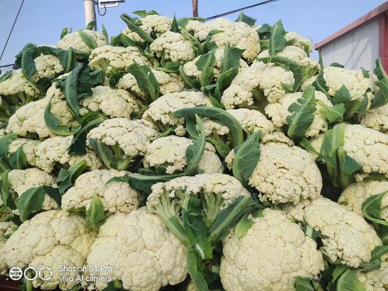 优质松花菜菜花新鲜质量好价格公道对接电商超市