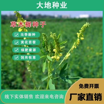 草木犀种子，绿肥黄花苜蓿猪牛羊草木樨耐旱耐热护坡蜜源