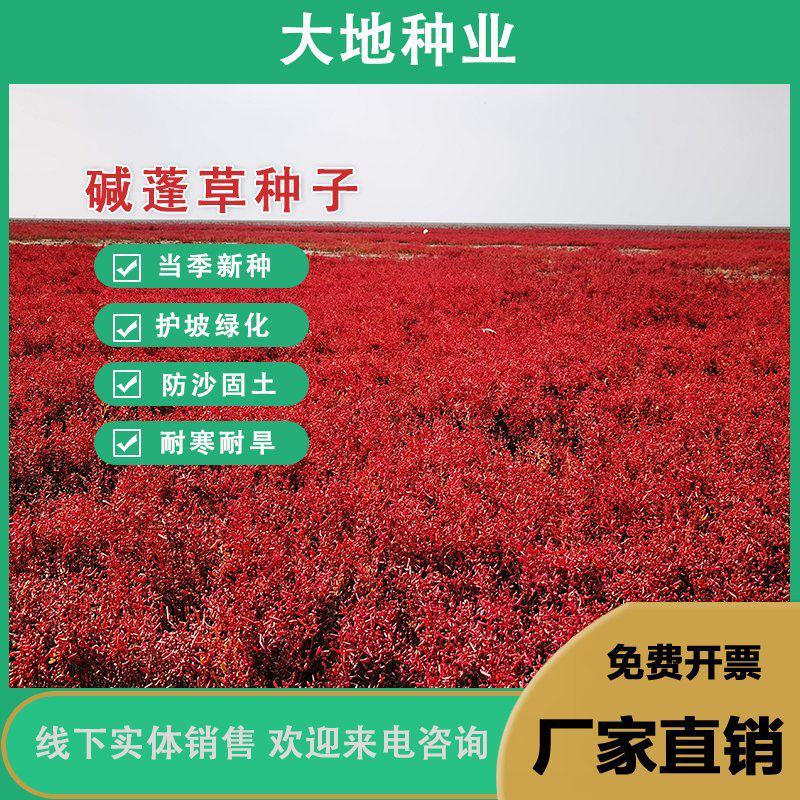 碱蓬草种子盐荒菜荒碱菜盐地碱蓬种子沙地荒地耐盐碱治理土壤
