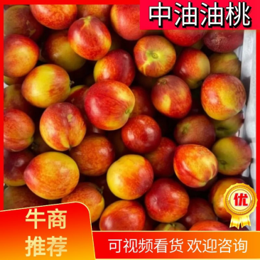优质湖北油桃，黄肉油桃，中油系列，一手货源！！！！！！