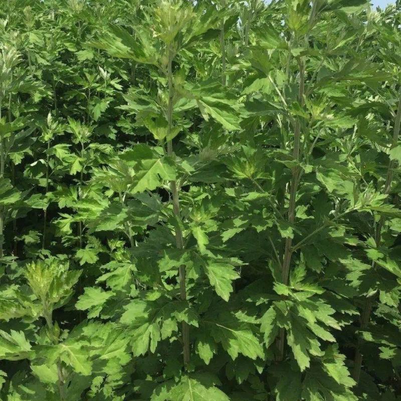 贵阳周边艾草基地现货直发