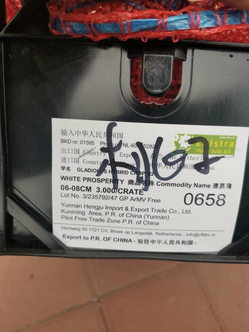 荷兰原装进口唐菖蒲剑兰种球切花景观花海盆栽大量供应