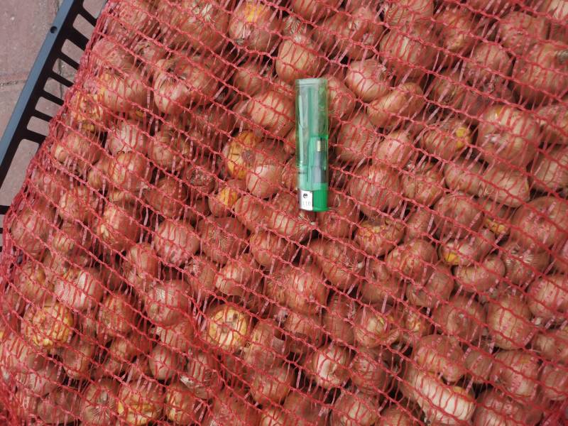 荷兰原装进口唐菖蒲剑兰种球切花景观花海盆栽大量供应