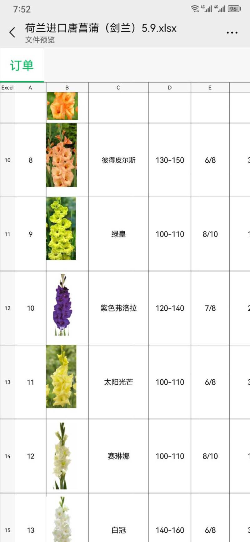 荷兰原装进口唐菖蒲剑兰种球切花景观花海盆栽大量供应